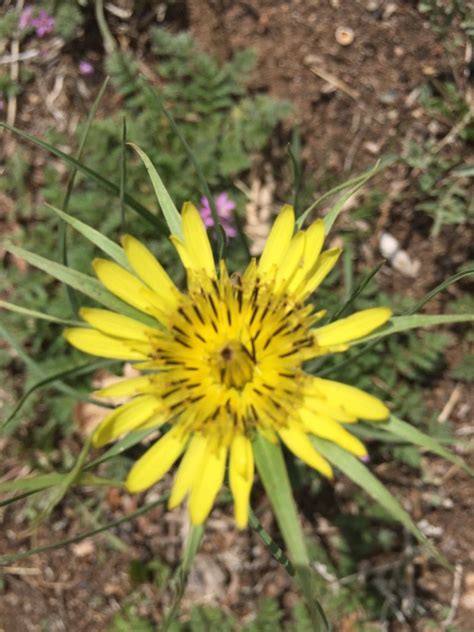 Western Salsify Tragopogon Dubius Ecoturf Of Northern Colorado