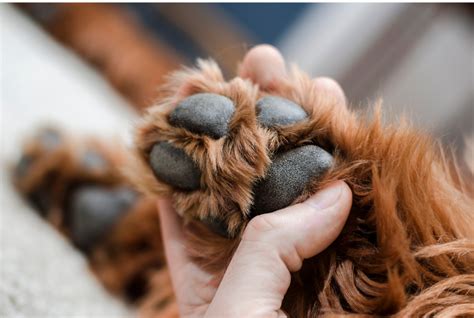 Tips Dealing With Fungal Infections In Your Dogs Paws