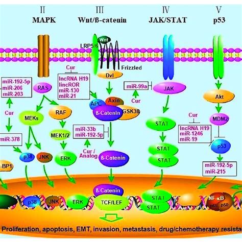 Curcumin Inhibits Cancer Progression By Regulating Many Signal