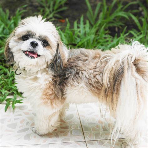 Shih Tzu And Lhasa Apso Rescue - Shih Tzu Dog