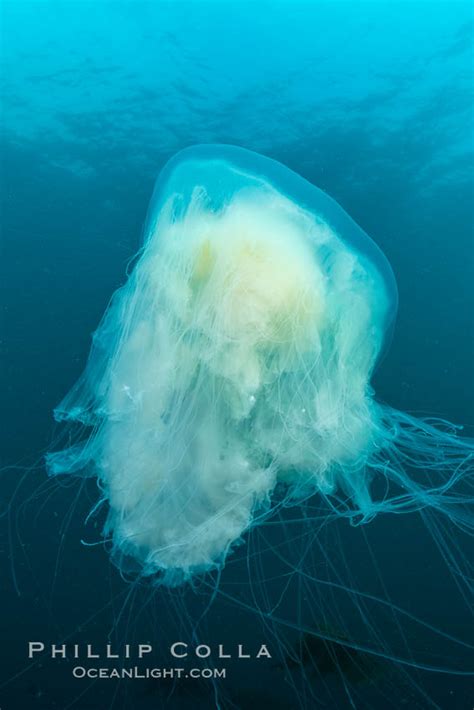 Fried Egg Jellyfish Photo, Fried Egg Jellyfish photos, Natural History ...