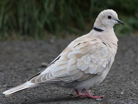 African Collared Dove Ebird