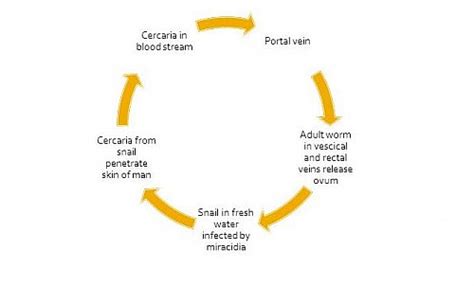 Schistosoma Mansoni Life cycle, Symptoms, Egg Morphology, Treatment and Prevention - Jotscroll