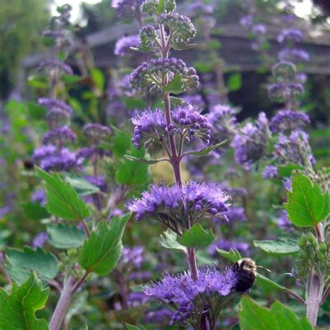 Caryopteris Incana Seeds Putnam Hill Nursery