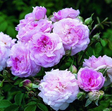 Beautiful Heirloom Roses for Your Garden