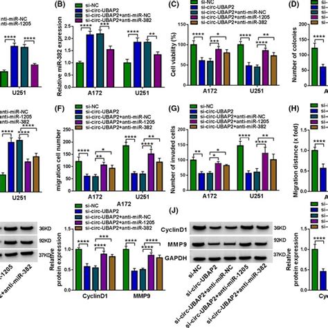 Circ‐ubap2 Modulated Glioma Cell Behaviors Via Targeting Mir‐1205 Or