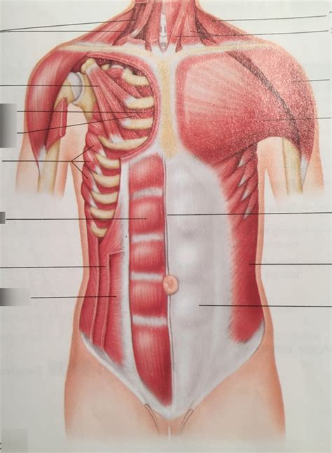 Muscles Of Chest Abdominal Wall Diagram Quizlet