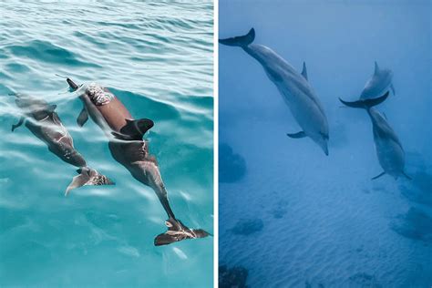 New Discovery Of Dolphins Using Baby Talk With Their Offspring Provides