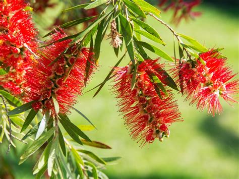 Callistemon Viminalis - Diaco's Garden Nursery and Garden Centre