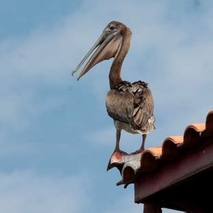 Pelecanidae | WikiAves - A Enciclopédia das Aves do Brasil