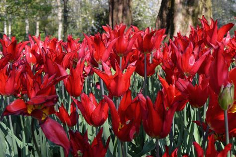 Perennial Tulips 5 Tulip Varieties That Come Back Every Year Tips