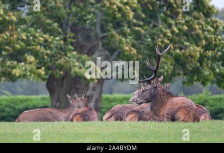 Sitting group of red deer, including male with antlers and female hinds