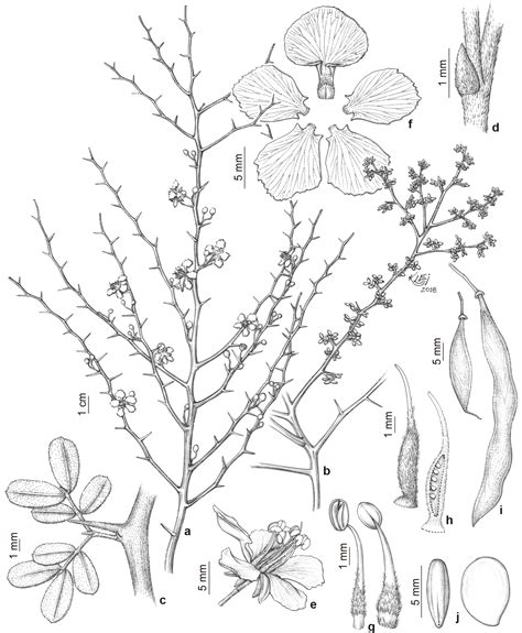 SciELO Brasil - Taxonomic review of the species of Parkinsonia