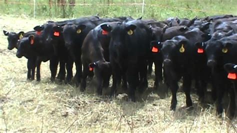 Early Weaning Beef Calves Youtube