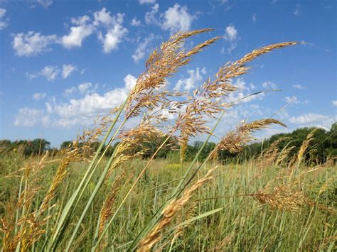 Do Native Grasses Help Pollinators Dyck Arboretum