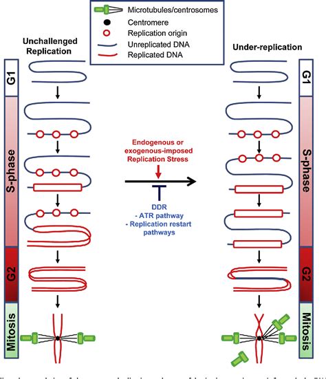 Figure 1 From The Causes Of Replication Stress And Their Consequences