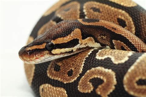 Ball Python or Royal Python - Snake Facts and Information