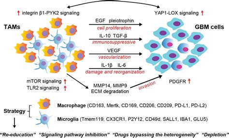 Tams Contribute To Tumor Growth And Infiltration By Secreting