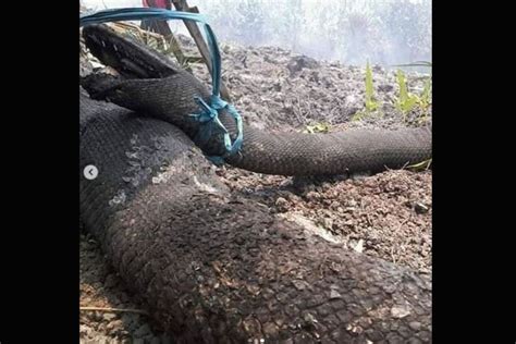 Foto Mengenal Tangkalaluk Ular Raksasa Penunggu Hutan Kalimantan