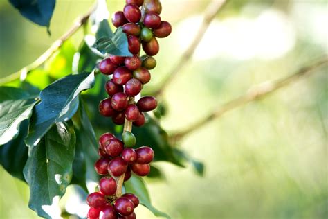 Campo Futuro levanta custos de produção de café grãos e pecuária de