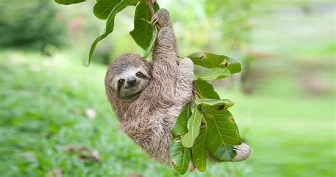 Sloths Sleep up to 20 Hours/Day, hanging from a tree - Odd Facts