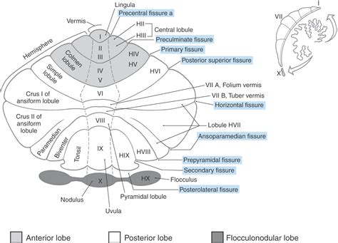 The Cerebellum Clinical Gate