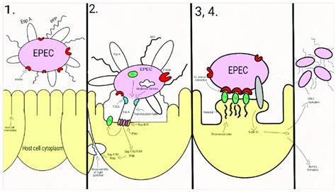 Schematic Representation Of The Epec Adherence Mechanism Epec