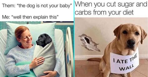 funny dog memes thatll   howling  laughter january