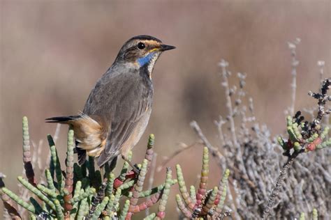 Ana Sofia Dias Amaral December Ebirder Of The Month Ebird