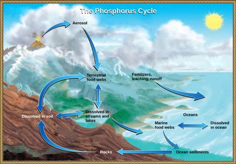 The Phosphorus Cycle | Ecosystems