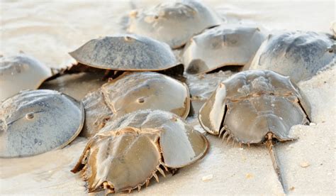 Horseshoe Crab Blue Blood Fuels Vaccine Development