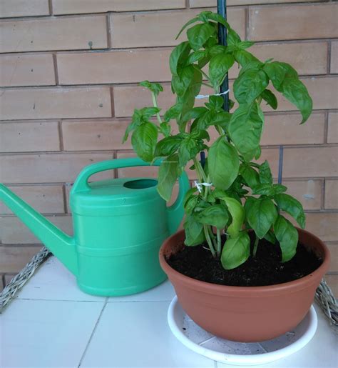 Coltivare Basilico In Vaso Sul Balcone Cura E Manutenzione