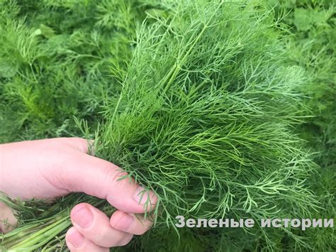 Подкормка для быстрого роста зелени укропа из нашатырного спирта ...