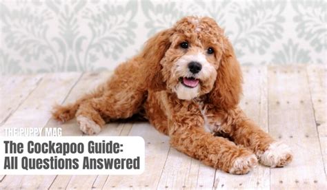 Cocker Spaniel Poodle Mix – The No.1 Cockapoo Guide! – The Puppy Mag