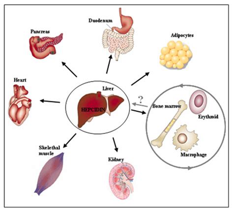 Frontiers Molecular Basis Of Hfe Hemochromatosis