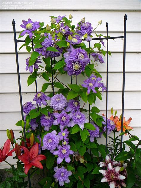 Plantfiles Pictures Clematis Early Large Flowered Clematis Double