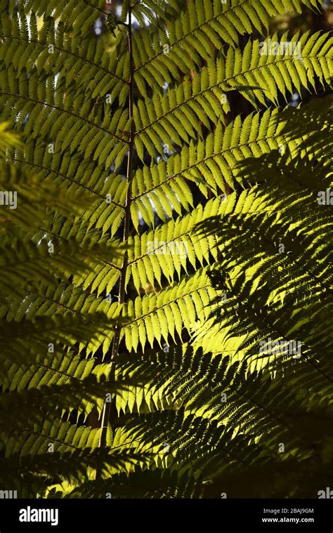 fern leaf symbol of new zealand Stock Photo - Alamy