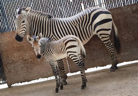 Newborn Hartmanns Mountain Zebra Foal Arrives At Disneys Animal