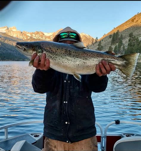 Twin Lake Lower Fish Report Bridgeport Ca Mono County