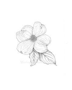 Dogwood Tree Sketch at PaintingValley.com | Explore collection of ...