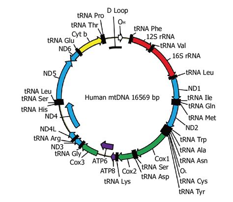 The Map Of Human Mitochondrial Dna Oh And Ol Origins Of Heavy And