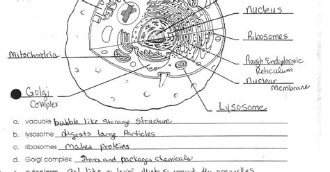 Organelles In Eukaryotic Cells Worksheet Printable Calendars At A Glance