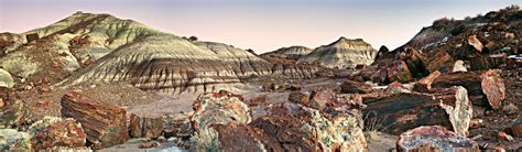 Unveiling The Petrified Forest Of Black Hills A Geological And