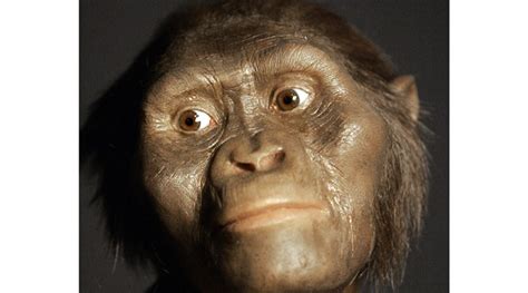 ‘Human ancestor Lucy may have died after falling from tree’ | Life ...