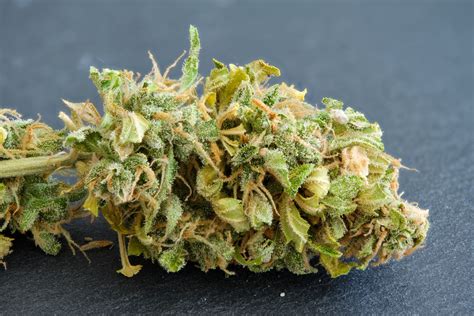 Acapulco Gold - Strain Information - Cannaconnection.com - Strain ...