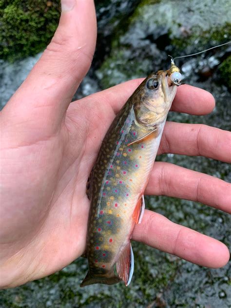 Wild Brook trout I caught today on a tiny native stream in PA. (1 of 3 ...