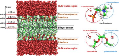 Interfacial Water Structure At Zwitterionic Membrane Water Interface