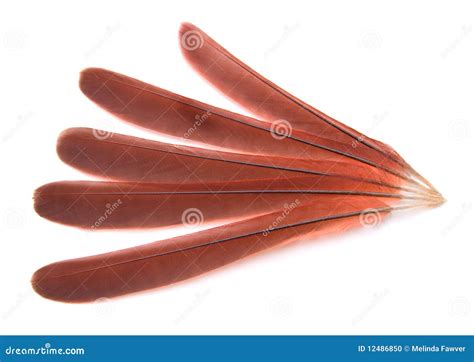 Bird Tail Feathers Stock Photo - Image: 12486850