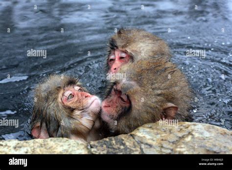 Hot Bath For Snow Monkeys In Jigokudani Monkey Park In Nagano Japan Stock Photo Alamy