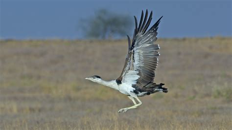 On the Edge: Saga of the Great Indian Bustard | RoundGlass | Sustain